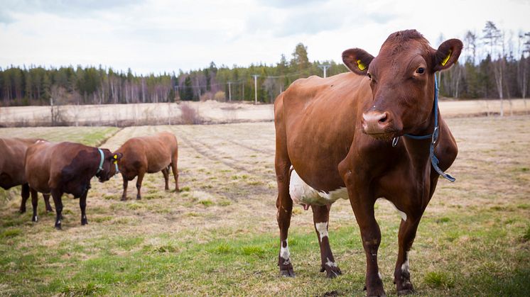 Betessläpp
