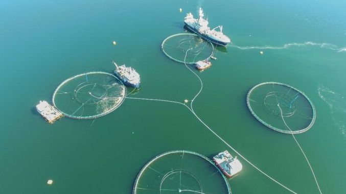 Oppdrettsanlegg angrepet av algen Chrysochromulina leadbeateri (Foto: Ballangen sjøfarm)   