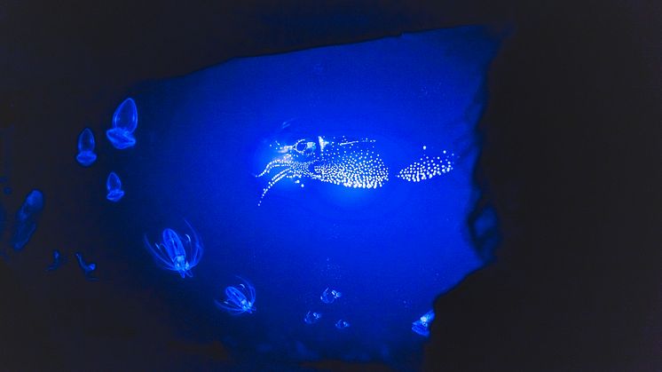 sealevel-eroeffnung-5.jpg