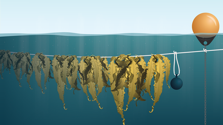 kelp cultivation at sea 