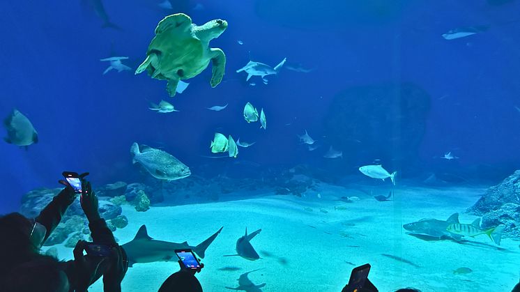 Havskildpadde i Oceantanken 