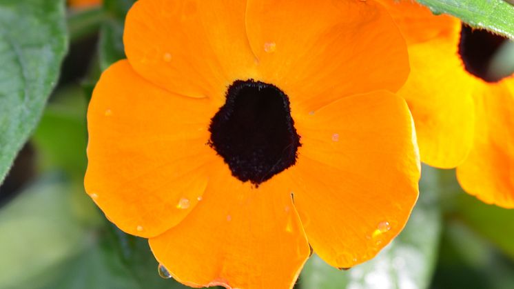30 Thunbergia alata CloseUp orange