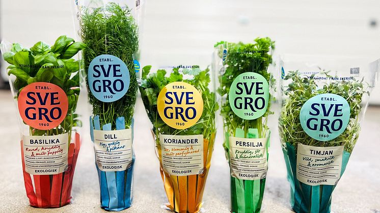 Fem i topp Svegro_2023