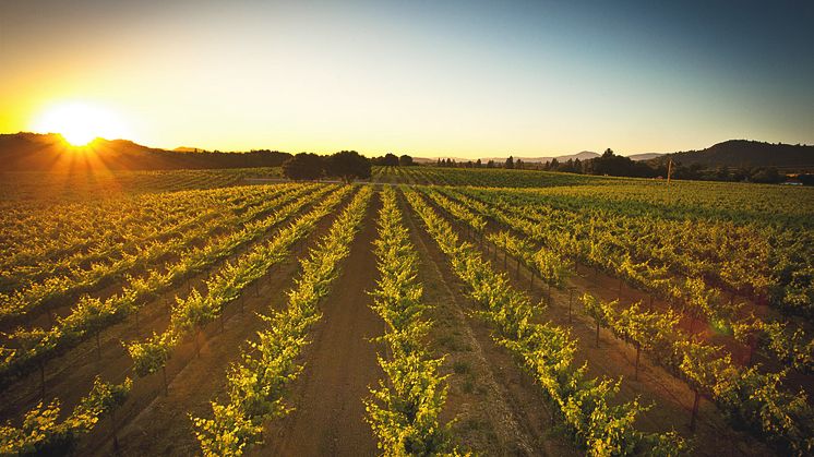 Foppiano Vineyards - i solnedgång