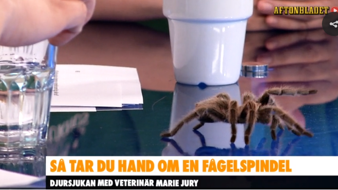 Bild från Aftonbladet TV på fågelspindeln Imse från Skansenakvariets klapp & kramhörna