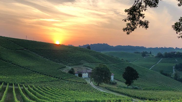 gdvajra_vineyard ravera sunrise-bred