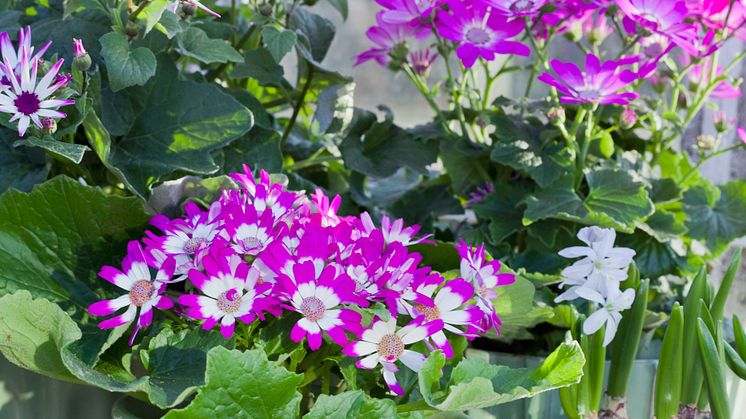 Nya Cineraria med namnet ´Todaisy´ till din fönsterbräda