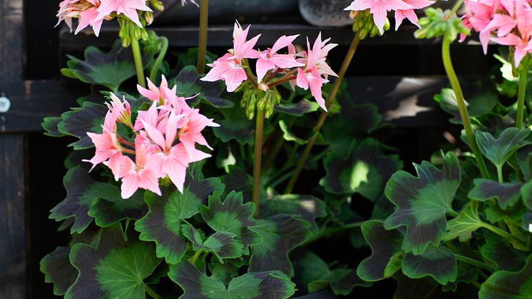 Årets Pelargon 2025 25 Pelargonium Summer Twist Rose foto annikasnaturligating.jpg
