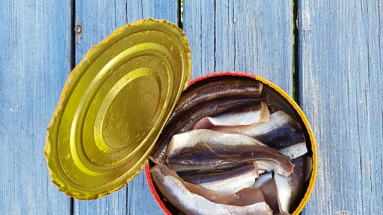Surströmming produceras längs hela norrlandskusten i ett tätt samarbete med småskaligt kustnära fiske. Kraven på råvaran är mycket specifika. Foto: Mathias Darmell/Mostphotos