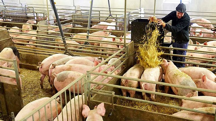 Branschen agerar gemensamt för att säkra svenskt kött och svensk fågel