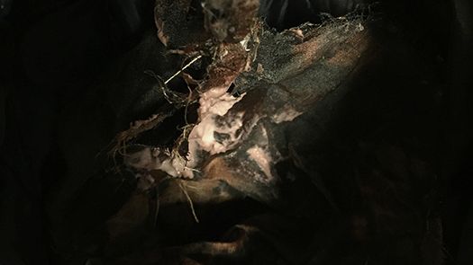 Elegy over self  – Carola Björk's BFA exhibition at Konstfack 