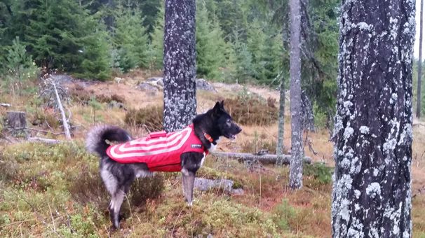 Bidrag för skyddsväst till hund