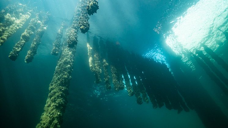 Som koloniägare i Helsingborg har du sedan länge kunnat odla din egen frukt och grönt. Nu tar staden tankarna ett steg längre och testar en havskoloni för odling av blåmusslor i Oceanhamnen. Foto: Lars Hestbæk.
