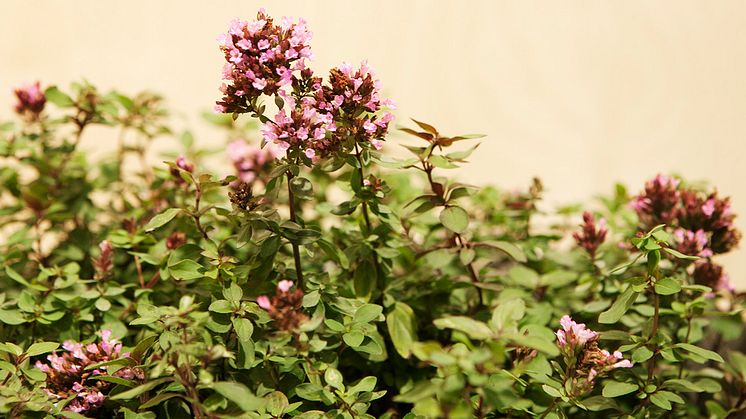 Årets perenn Purpurmejram Origanum (Laavigatum-Gruppen) ”Herrenhausen”