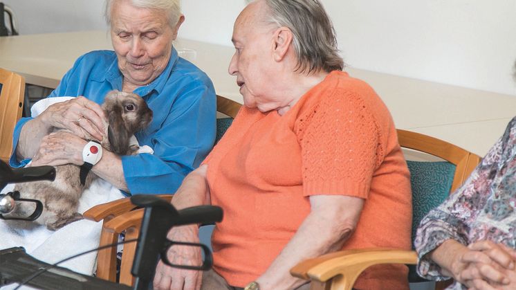 Therapiekaninchen Babsi beim Kennenlernen der Seniorinnen.