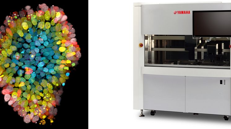 from left to right, Organoid、CELL HANDLER