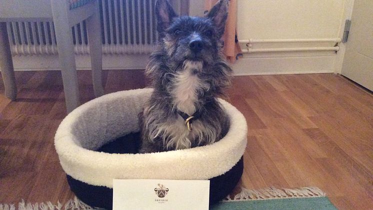 Välkommen Holger - på Åkeshofs Slott är alla fyrfotade vänner välkomna 