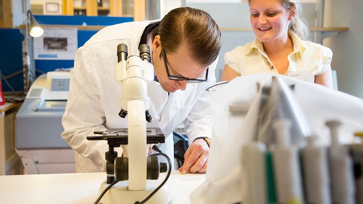 Prins Daniel jobbade i labbet tillsammans med Hjärt-Lungfondens forskare vid Karolinska Institutet