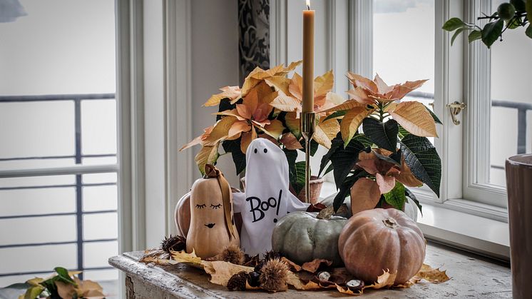 Svenskodlade höststjärnor och pumpor skapar Halloweenstämning. Foto: Åsa Myrberg