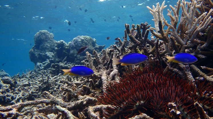 Dead coral