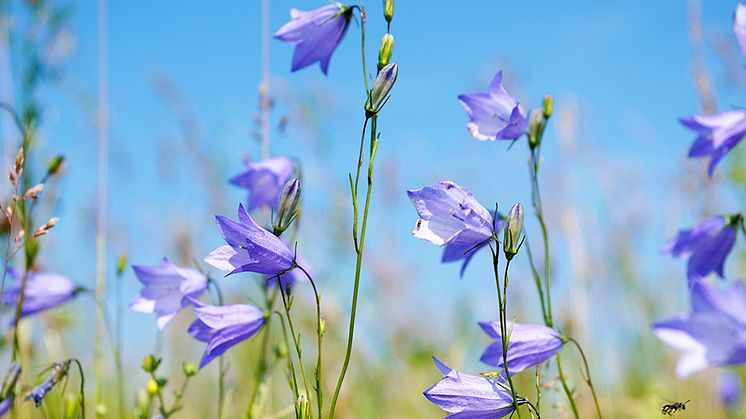 Foto på Sveriges nationalblomma: liten blåklocka. Foto: iStock.com/ITkach