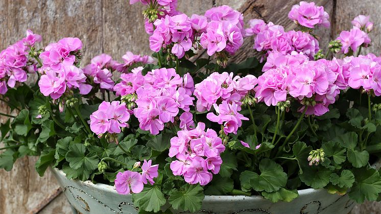 Här i vårt loppisfynd får Lavina blomma ut och lysa med sina härliga toner som varierar i vitt och violett som för tankarna till ljus lavendel. 