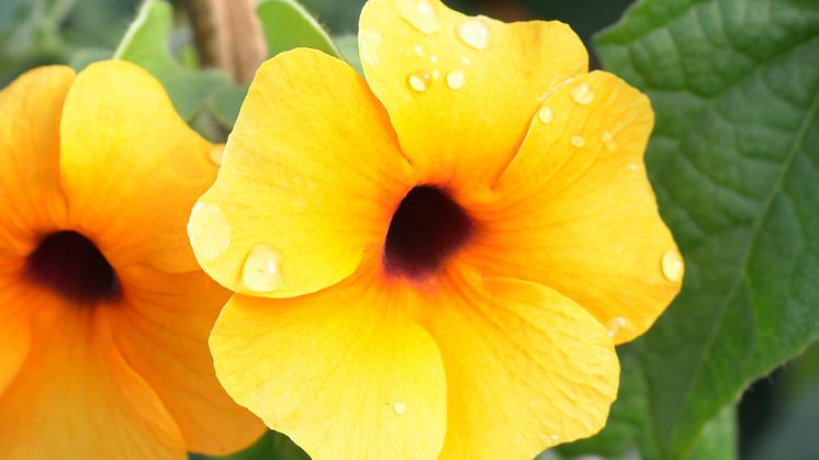 30 Thunbergia alata CloseUp guld
