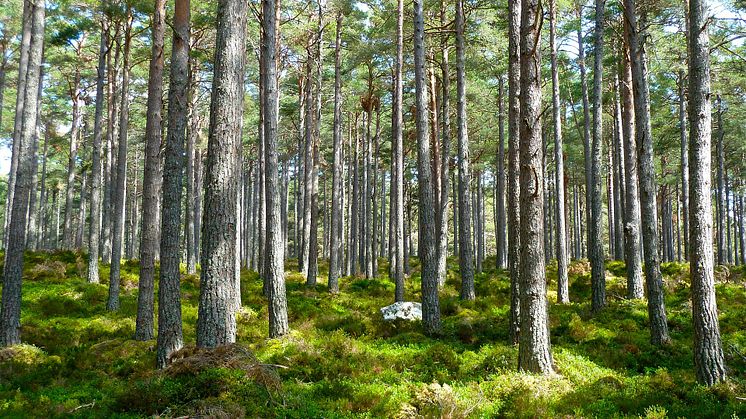 Vid KSLA:s sammankomst den 14 november valdes åtta nya ledamöter in i Skogsavdelningen.