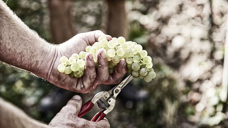 Riesling från tyska Bassermann-Jordan tar plats på Systembolaget!