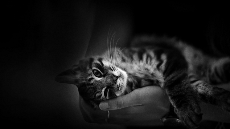 Dags att meditera med kattspinn