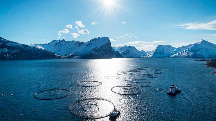 Photo credit: the Norwegian Seafood Council
