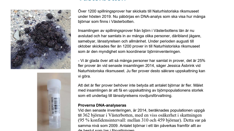 Spillning avslöjar antal björnar i Västerbotten