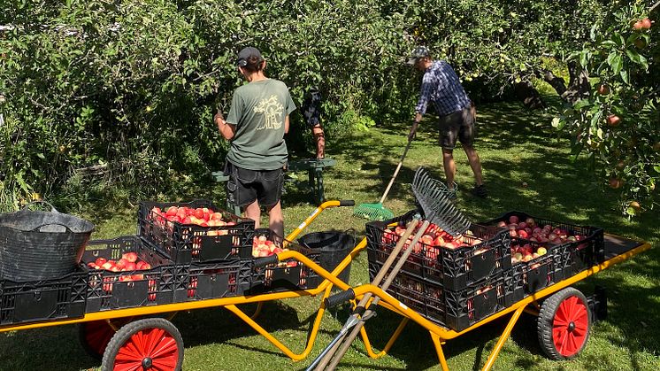Äppelfest på Kungliga Djurgården