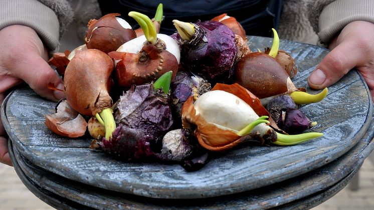 Vår i kruka samt vårfloret på Sofiero