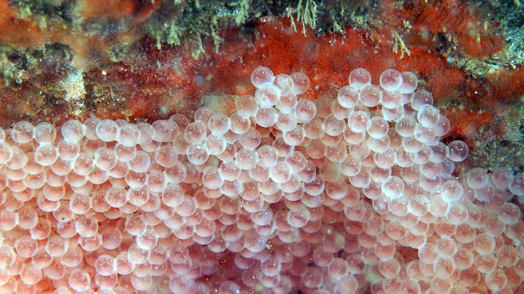 The reproduction of lumpfish is one of the focus areas in the BESTBROOD project. Here lumpfish eggs in the wild (Photo: Erling Svensen).