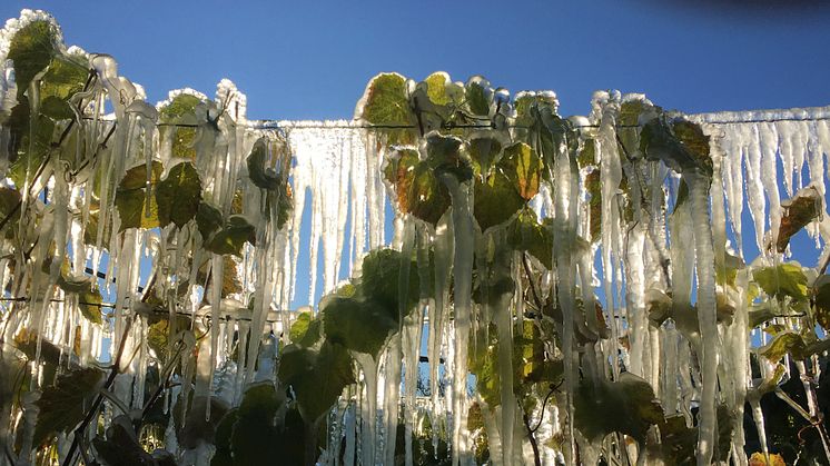 Foto: Anders Danielsson, Ödsmåls Örtagård