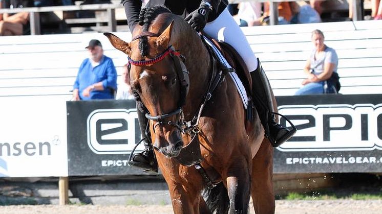Stephanie Holmén rider de internationella klasserna i Falsterbo Fotograf: Falsterbo Horse Show