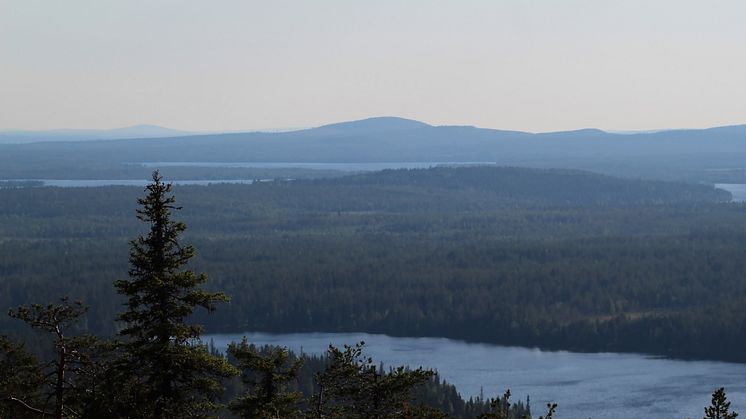 Foto: Anne Nygard/Unsplash