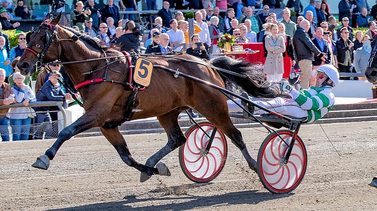 Mister F Daag klar för Elitloppet 2022. Foto: TR Bild