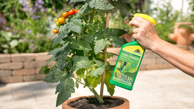 Insecticida Natural Jabón Potásico Neudosan® RTU para plantas hortícolas y ornamentales sin plagas