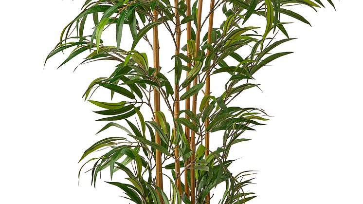 Bambu