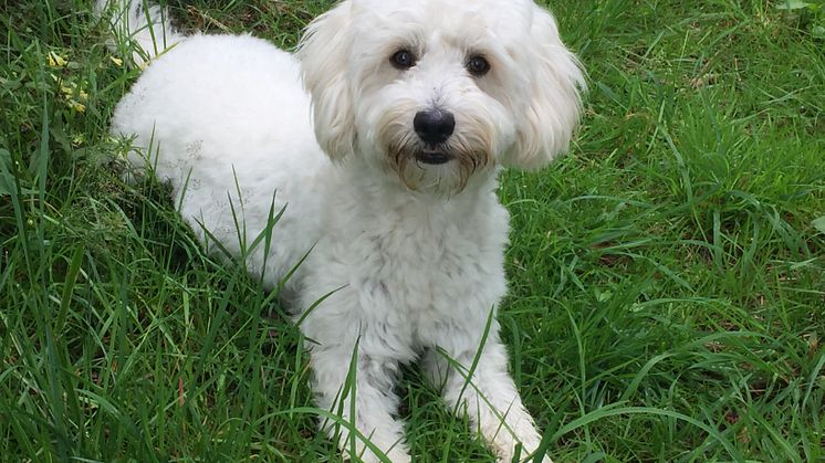 Labradodeln Molly