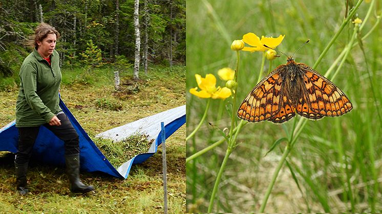 Slåtterfjäril