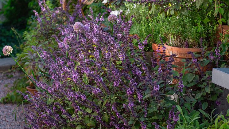 Årets Sommarblomma 2025 2 Blomsterbasilika Magic Salvia foto annikasnaturligating.jpg