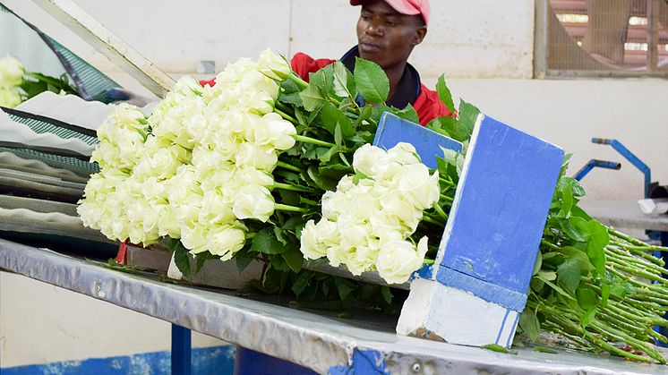 Lokala insatser i Piteå bidrar till rättvisare villkor hos producenter.        Foto: Fairtrade Sverige