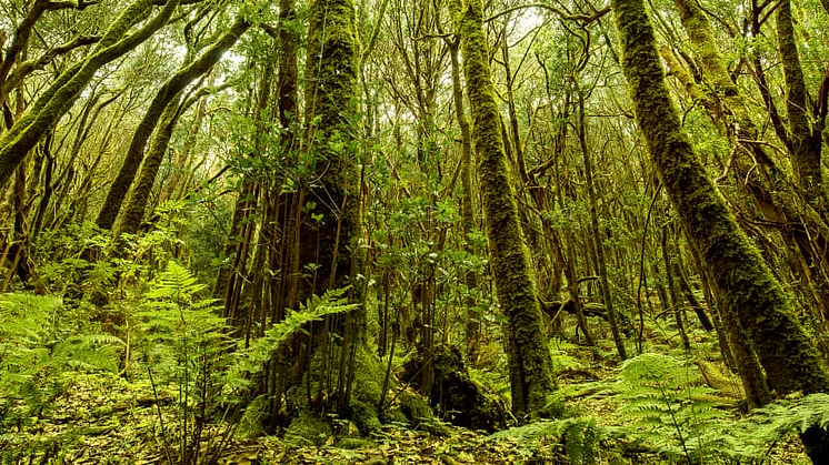 PRESS TRIP: Active tourism - La Gomera & El Hierro