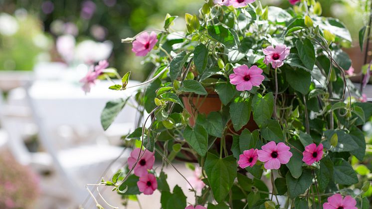 6Årets Sommarblomma 2023 Thunbergia alata Svartöga foto annikasnaturligating C