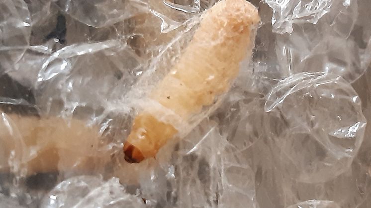 Större vaxmott är en fjärilsart vars larver har stor aptit på plast, något som upptäcktes av en slump.