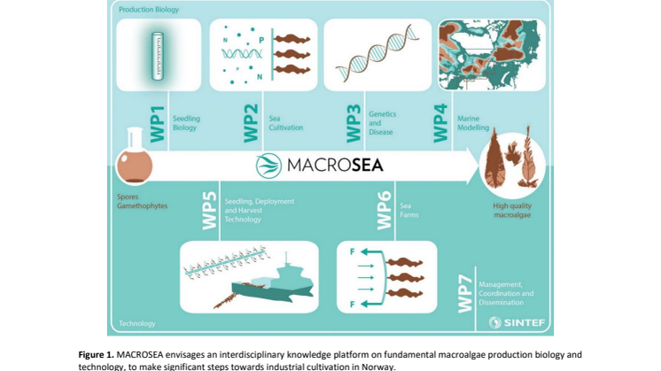 MACROSEA sammendrag