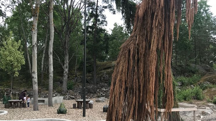 mammutträd vårberg 2021